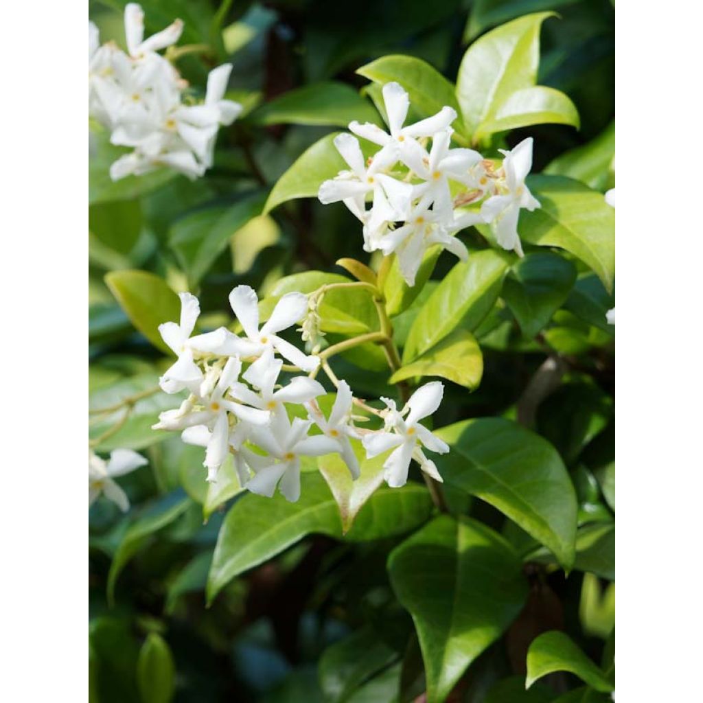 Trachelospermum jasminoides - Star Jasmine