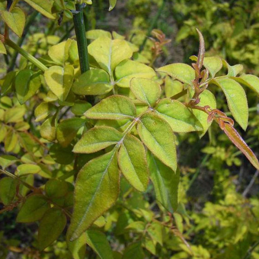 Jasminum officinale Aureum - Common jasmine