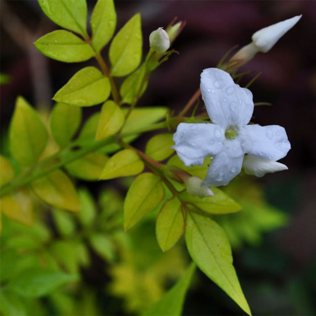 Jasminum officinale Aureum - Common jasmine