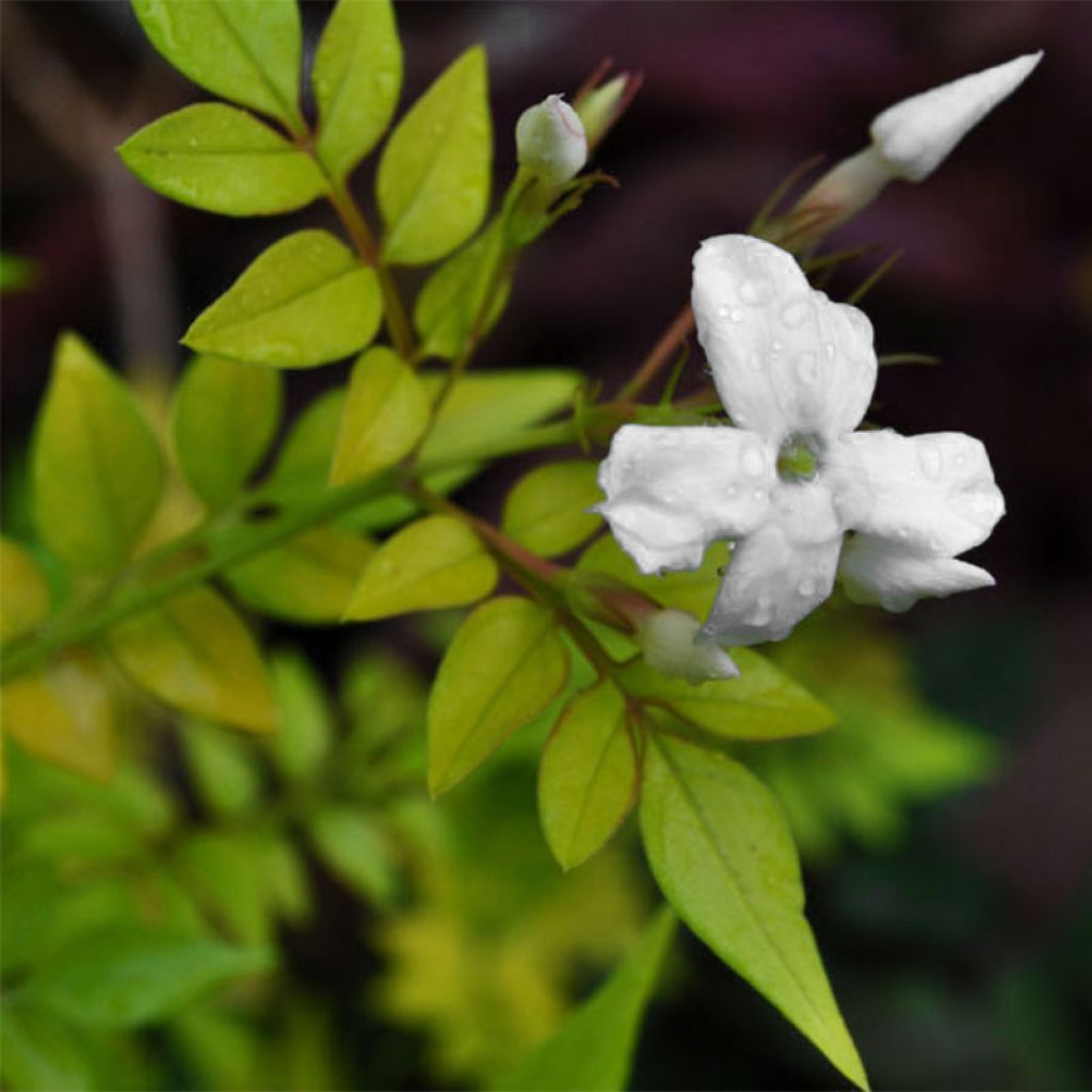 Jasminum officinale Aureum - Common jasmine