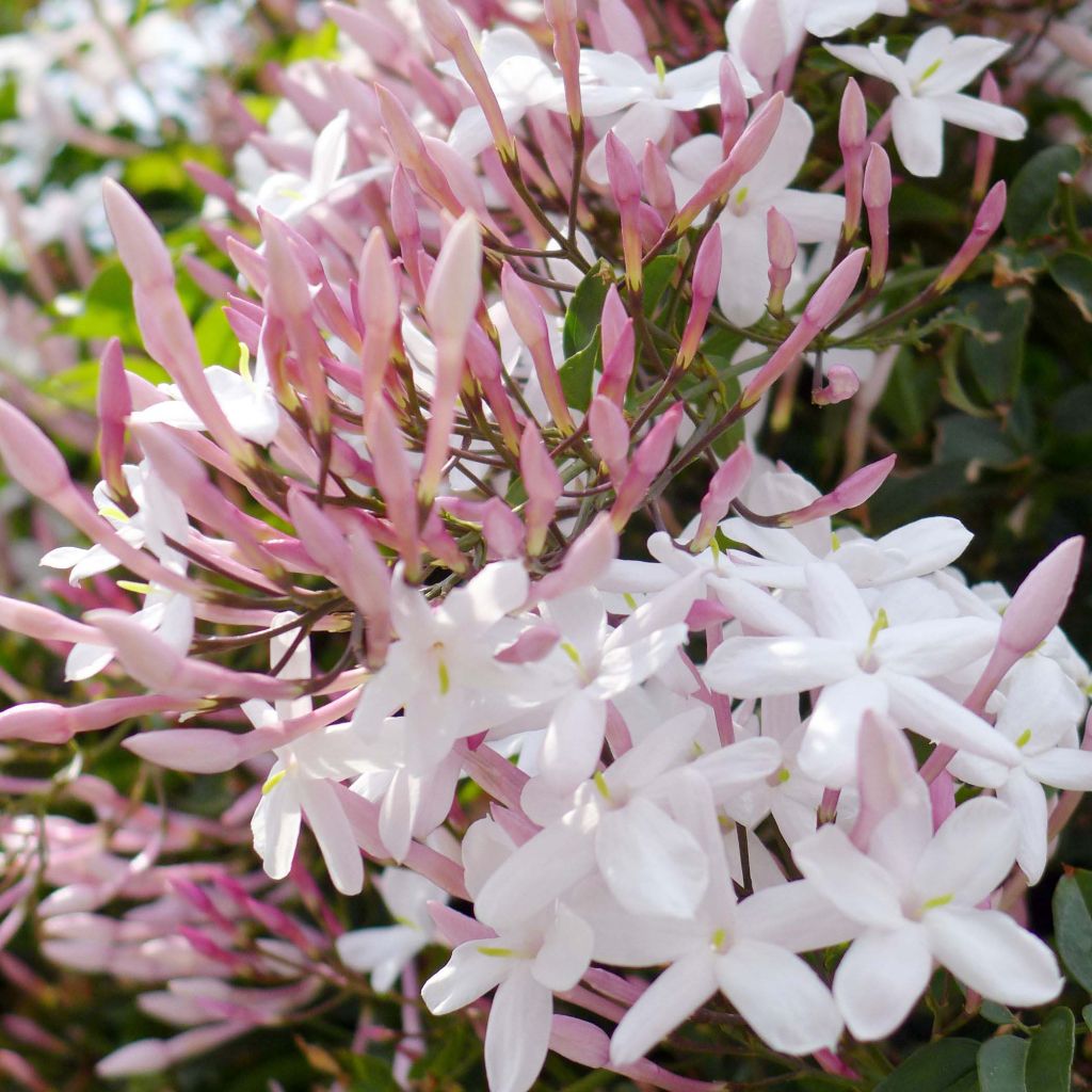 Jasminum polyanthum - Pink Jasmine