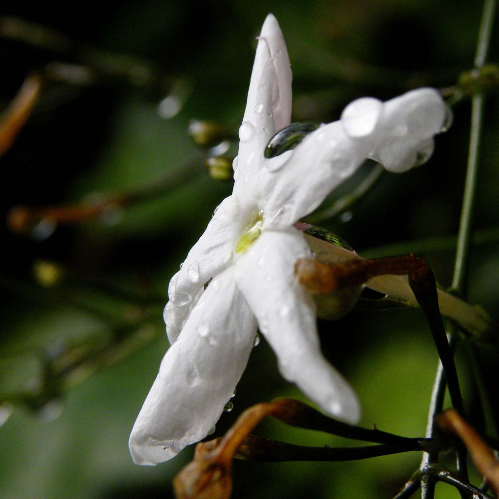 Jasminum polyanthum - Pink Jasmine