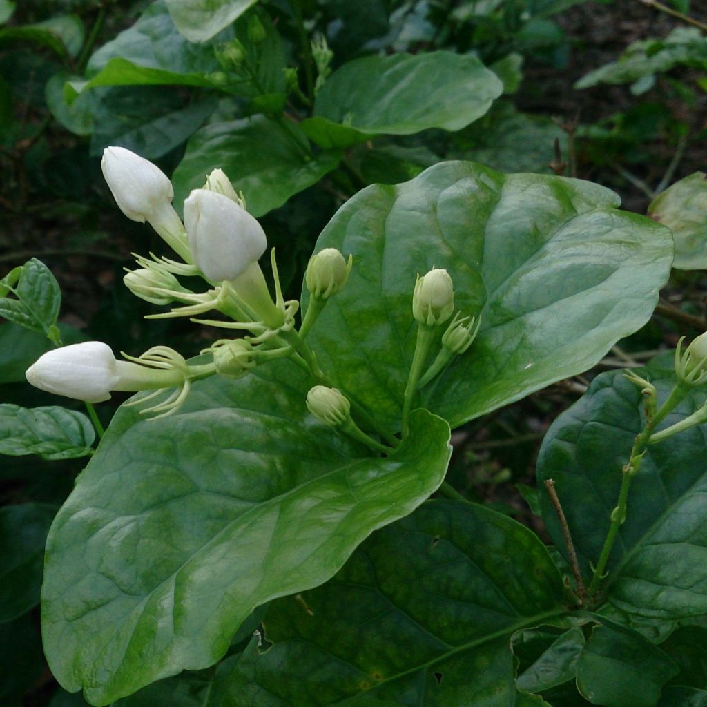 Jasminum sambac - Arabian Jasmine