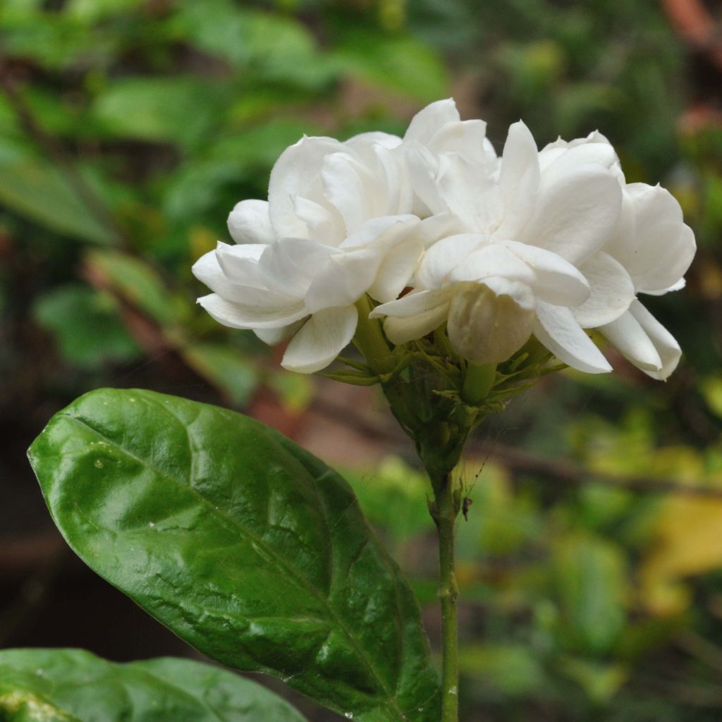 Jasminum sambac - Arabian Jasmine