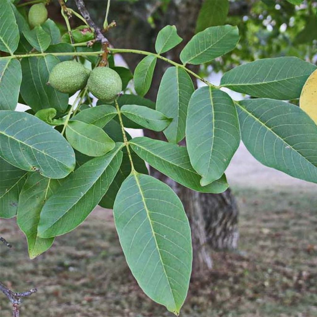 Juglans regia Chandler - Juglans regia