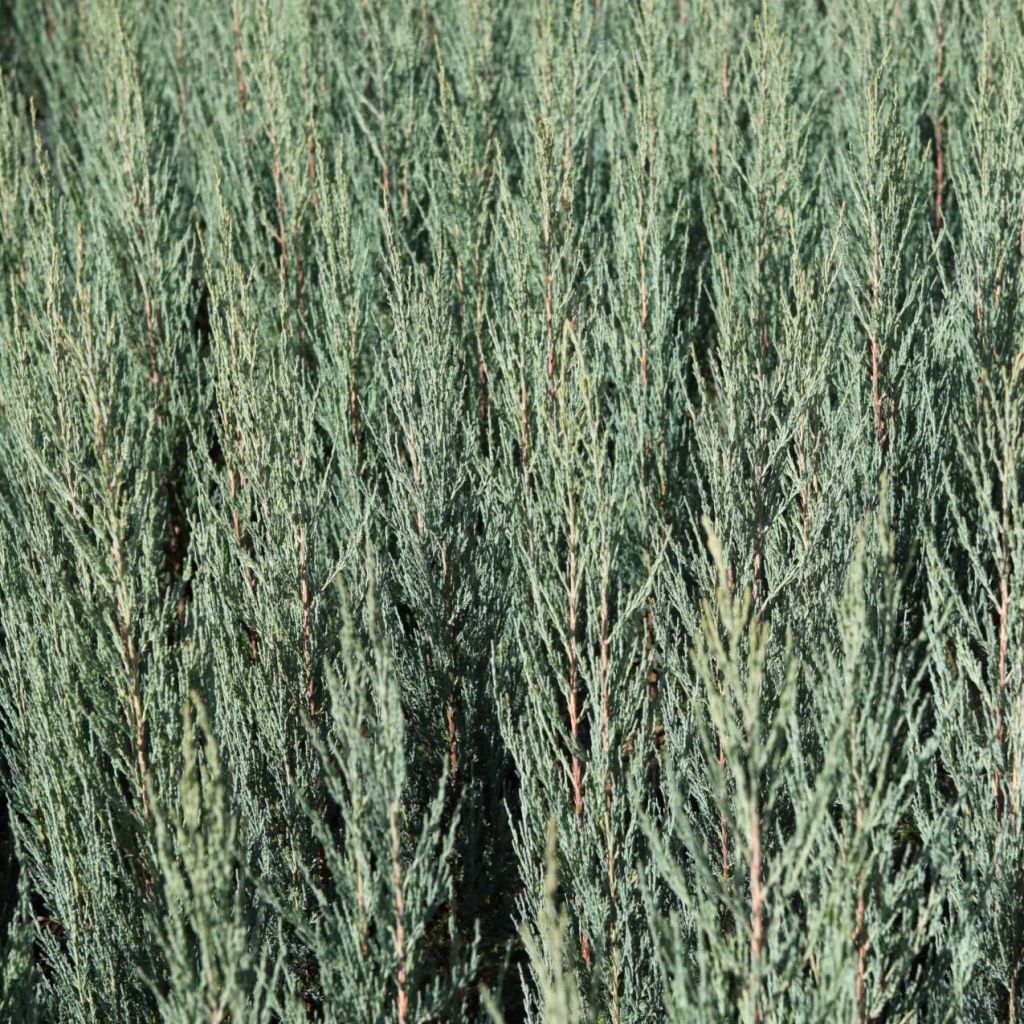 Virginia Juniper - Juniperus scopulorum Blue Arrow