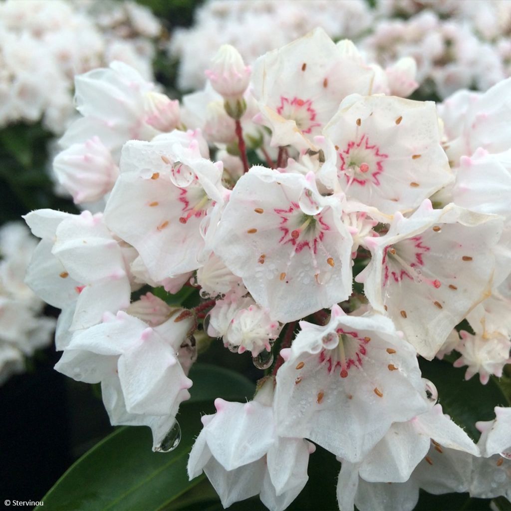 Kalmia latifolia Zébulon - Laurier des montagnes blanc nuancé de rose