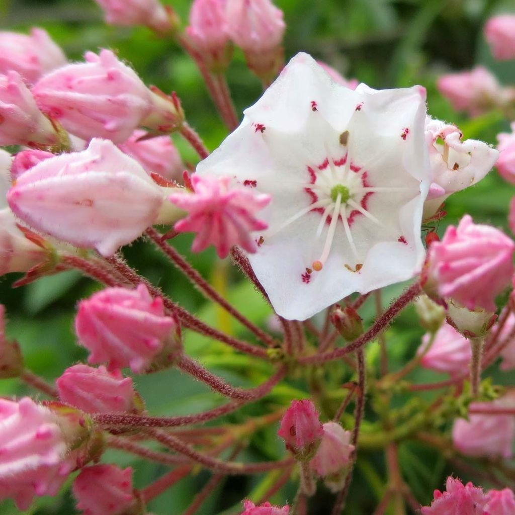 Kalmia latifolia - Mountain Laurel