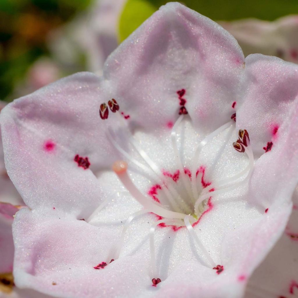 Kalmia latifolia - Mountain Laurel