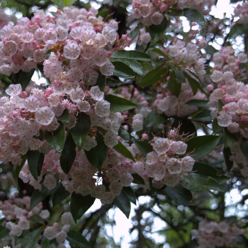 Kalmia latifolia - Mountain Laurel