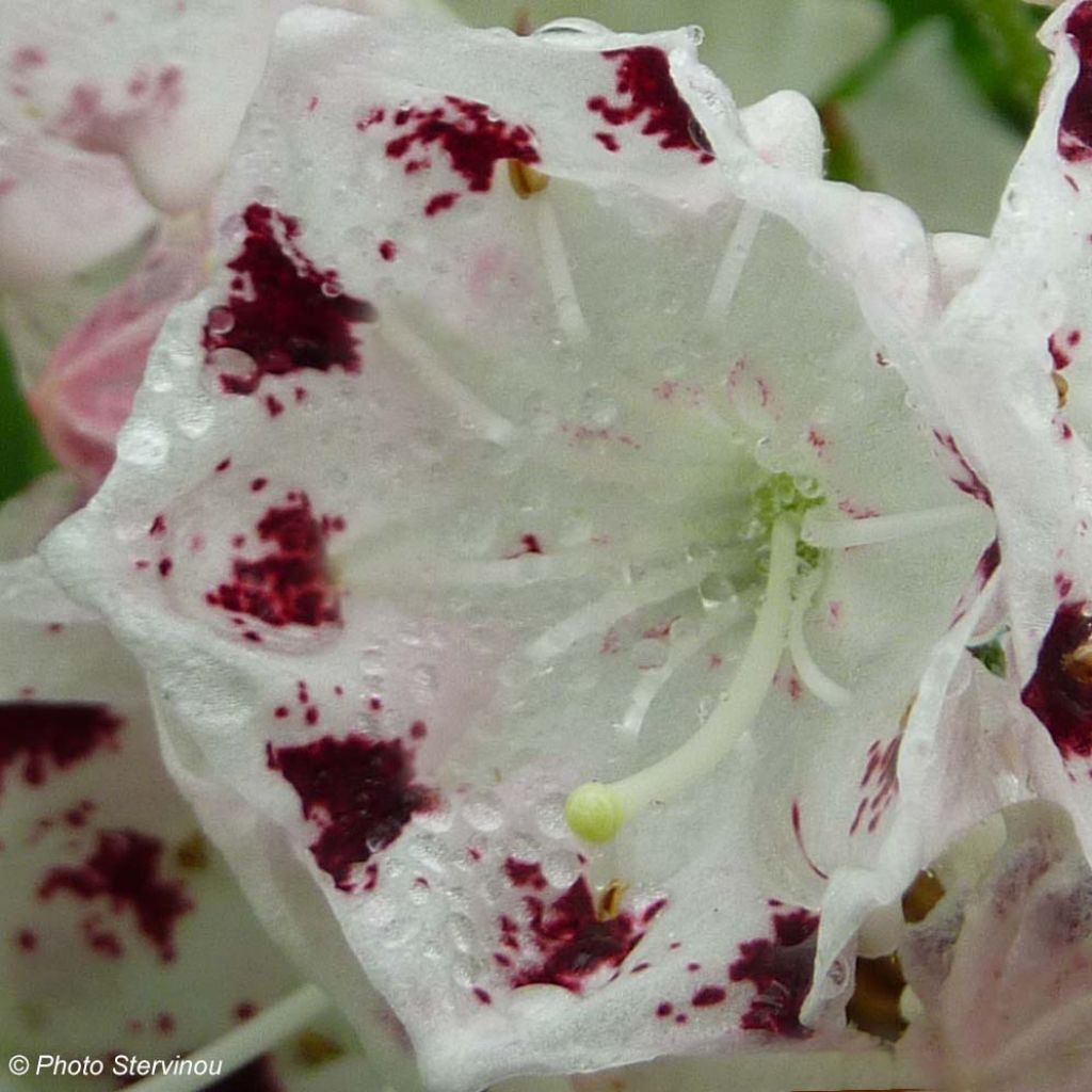 Kalmia latifolia f. fuscata Freckles - Mountain Laurel