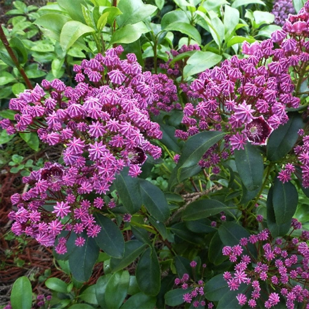 Kalmia latifolia Latchmin - Laurier des montagnes