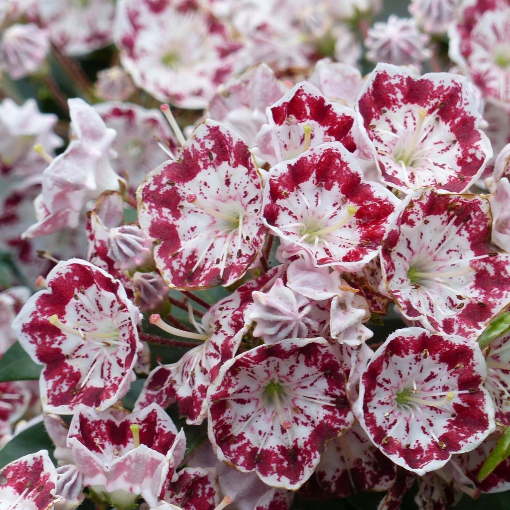 Kalmia latifolia Minuet - Mountain Laurel