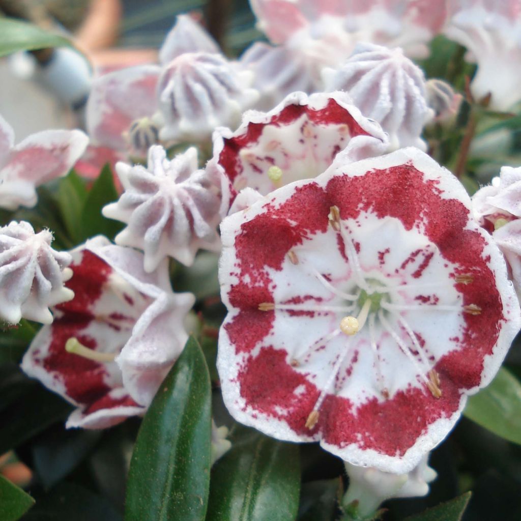 Kalmia latifolia Minuet - Mountain Laurel