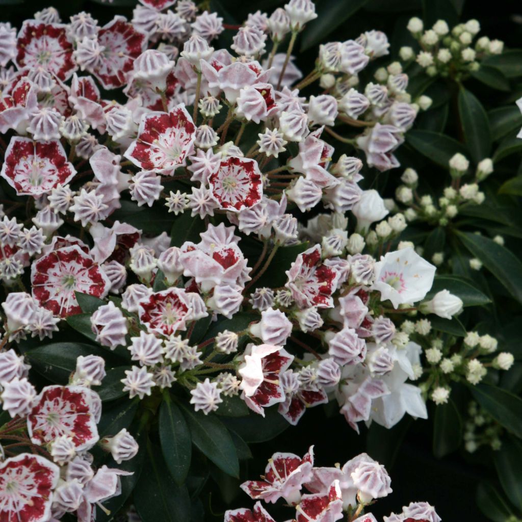 Kalmia latifolia Minuet - Mountain Laurel