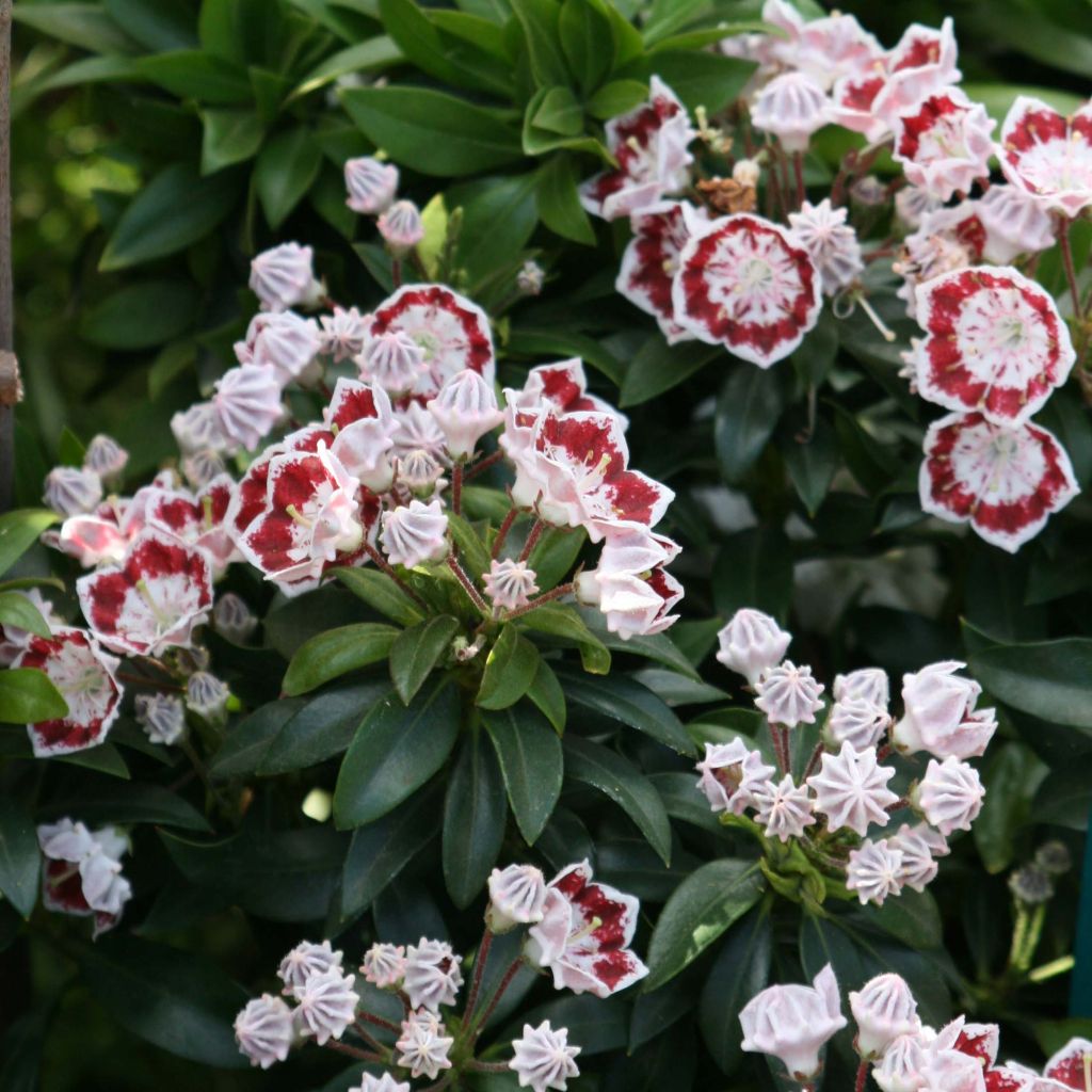 Kalmia latifolia Minuet - Mountain Laurel