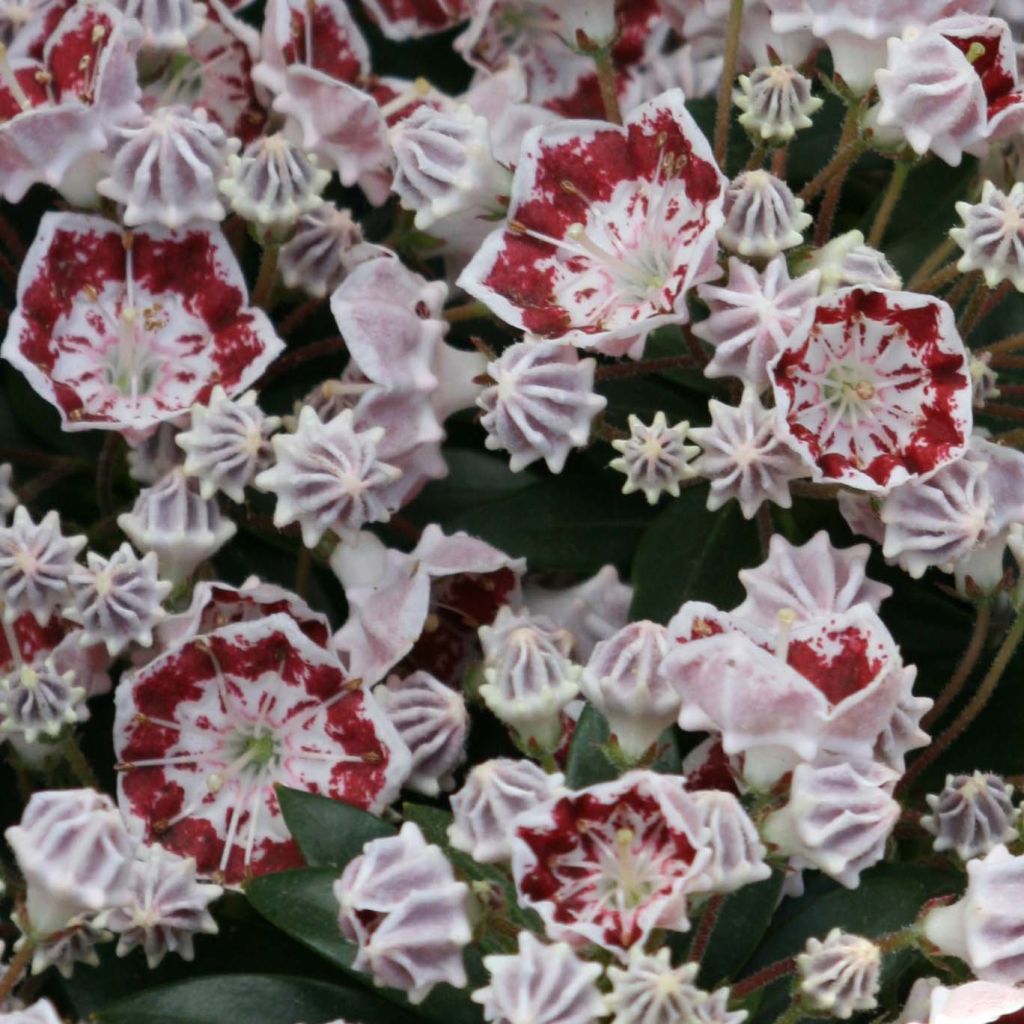 Kalmia latifolia Minuet - Mountain Laurel