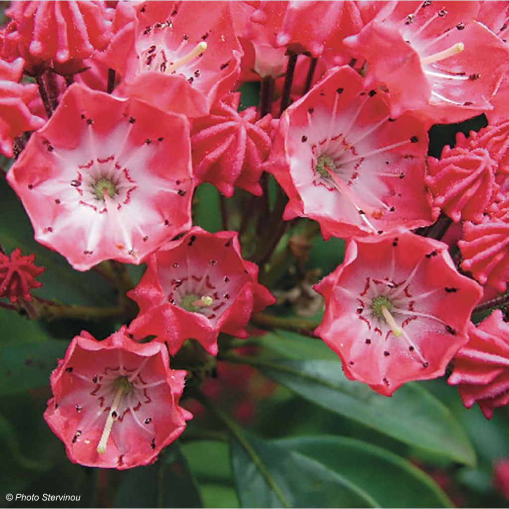 Kalmia latifolia Pinkobello - Mountain Laurel