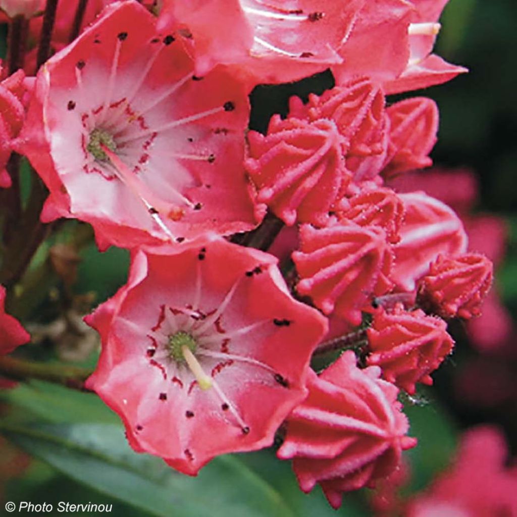 Kalmia latifolia Pinkobello - Mountain Laurel