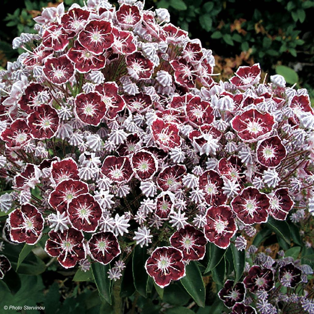 Kalmia latifolia Tad - Mountain Laurel