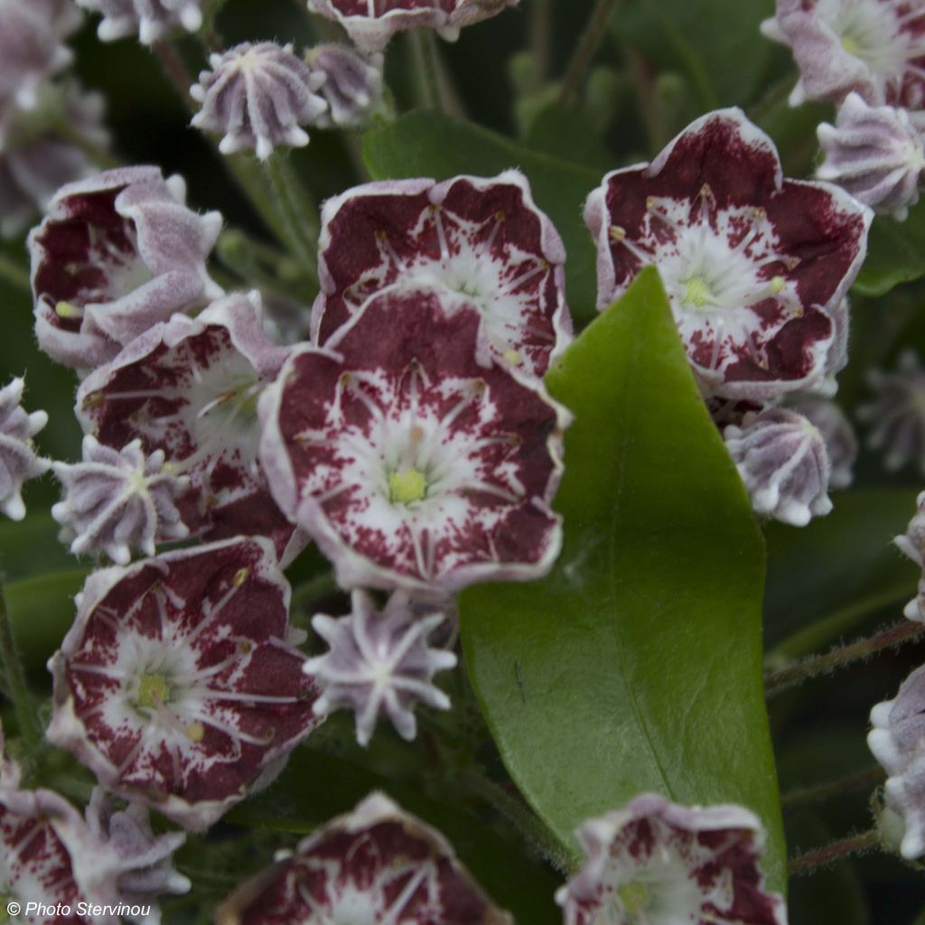 Kalmia latifolia Tad - Mountain Laurel