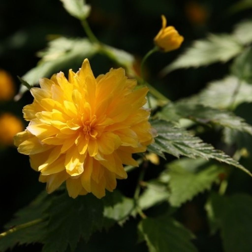 Kerria japonica Pleniflora - Japanese Rose