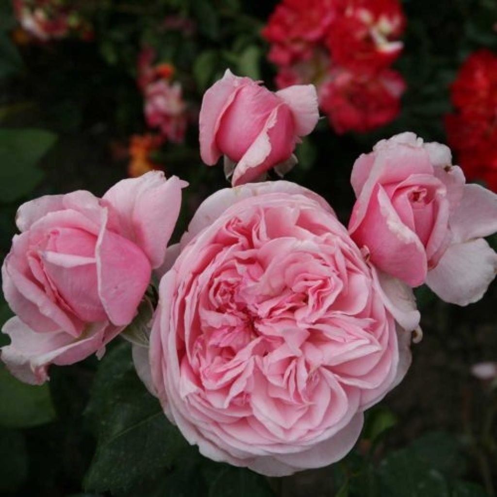 Rosa 'Kiss me Kate' Klettermaxe -Climbing Rose