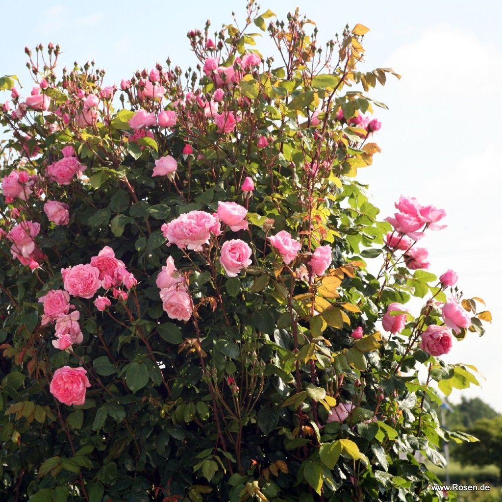 Rosa 'Kiss me Kate' Klettermaxe -Climbing Rose