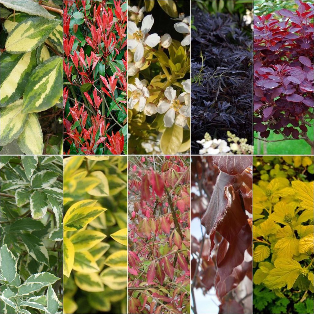 Colourful Eco Hedge Collection.  
