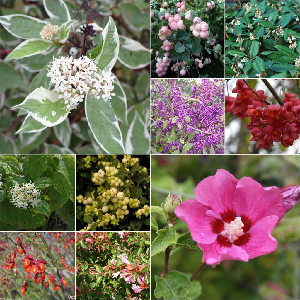 Autumn Flowering Eco Hedge Collection