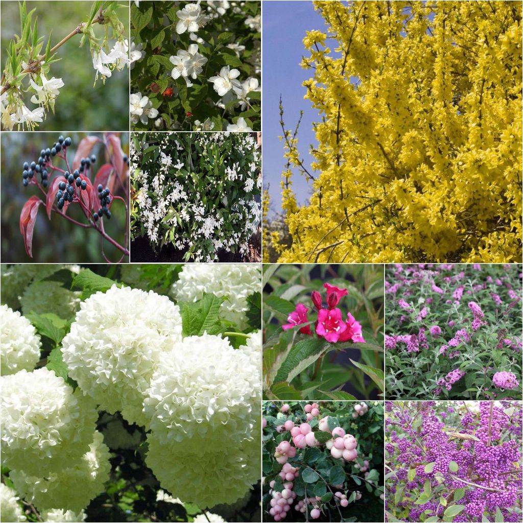 Four Season Flowering Eco Hedge Collection