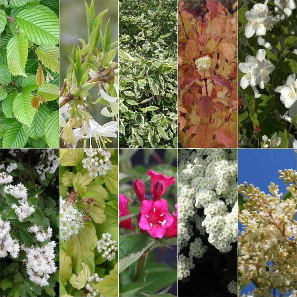 Flowering Eco Hedge Collection for Clay Soil 