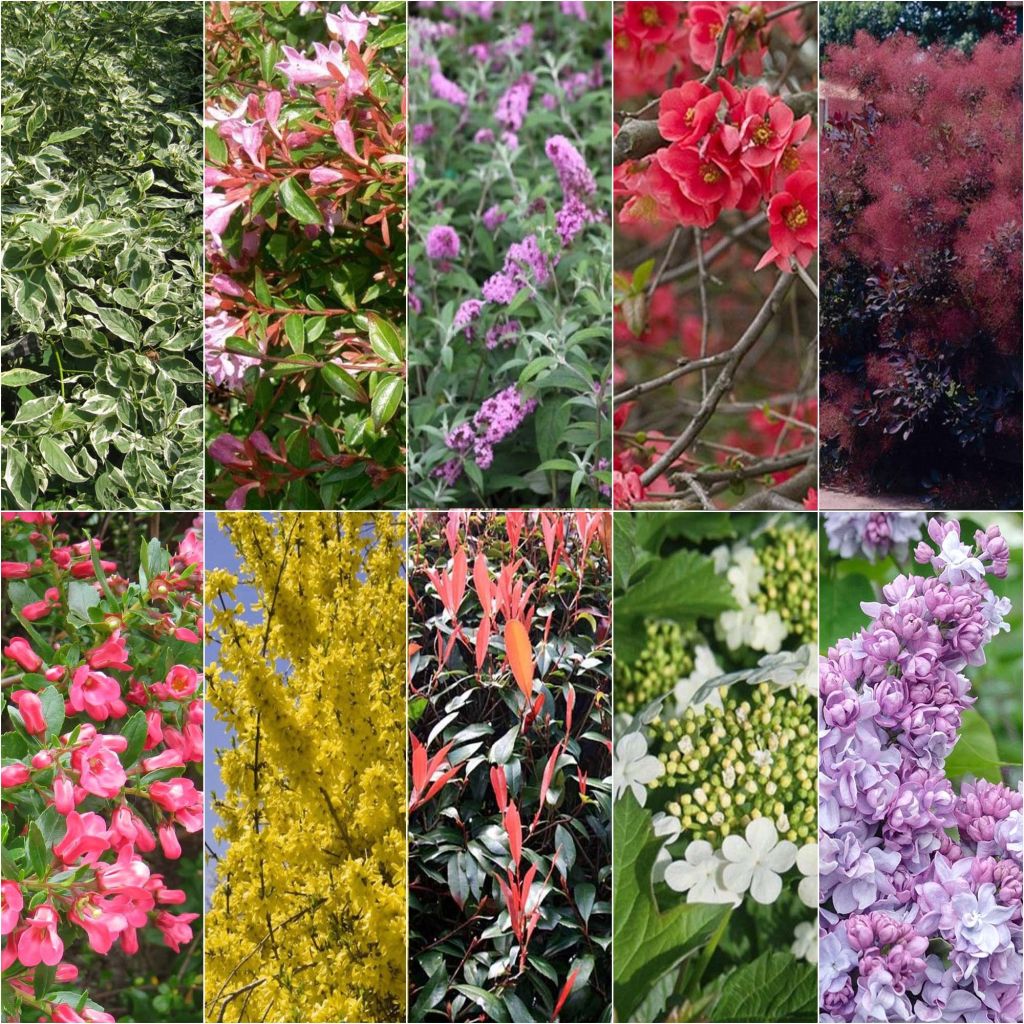 Flowering Eco Hedge Collection for Limestone Soil