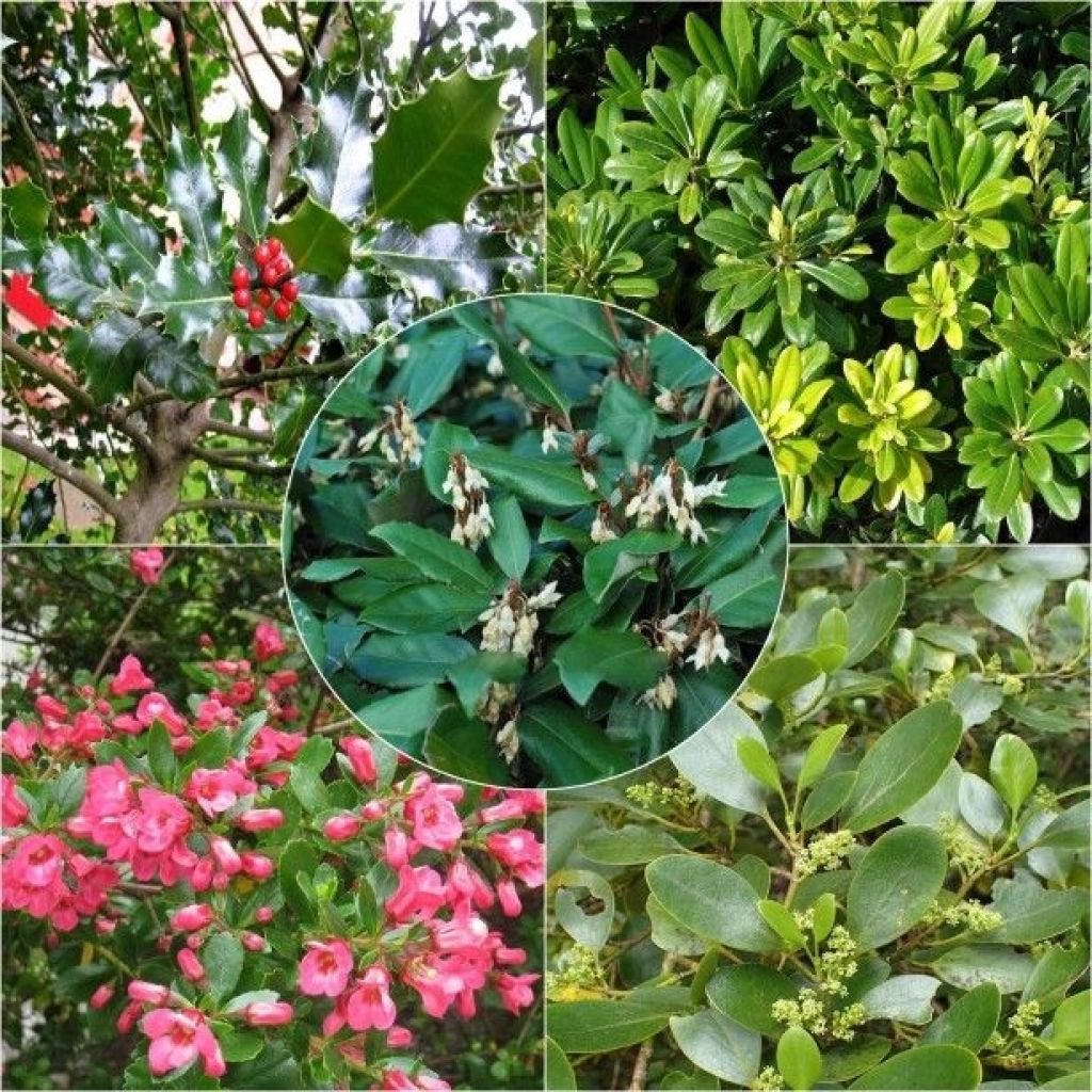 Coastal Evergreen Hedge Collection