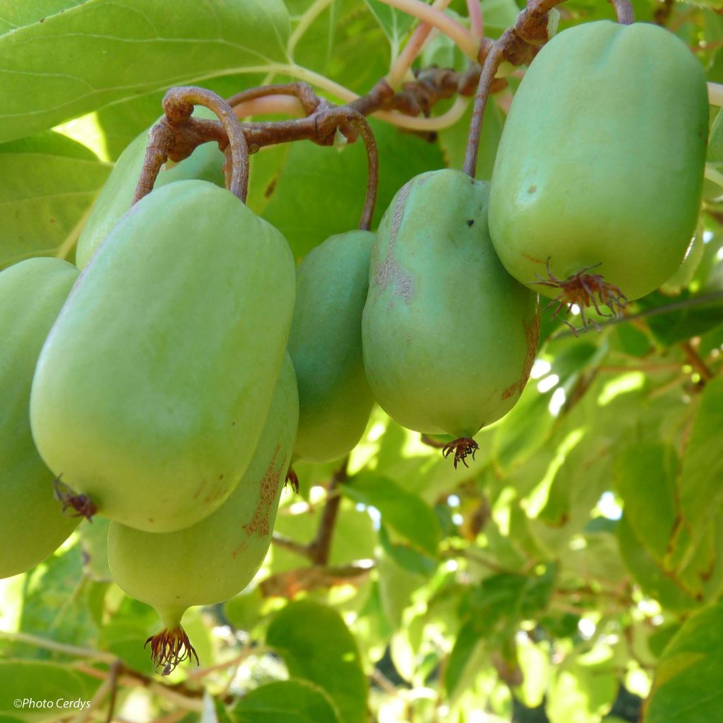 Hardy Kiwi Scarlet Ambrosia (female) - Actinidia arguta