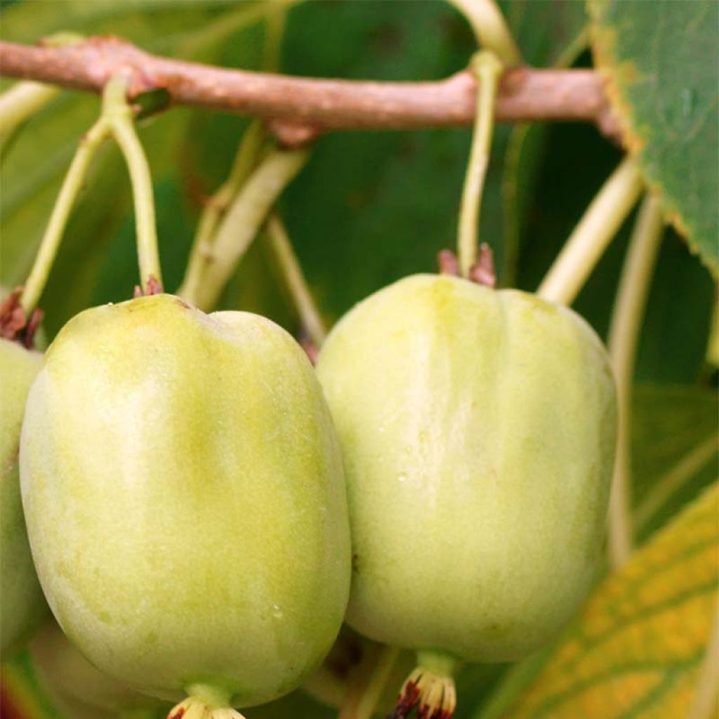 Hardy Kiwi Kokuwa (self-fertile) - Actinidia arguta