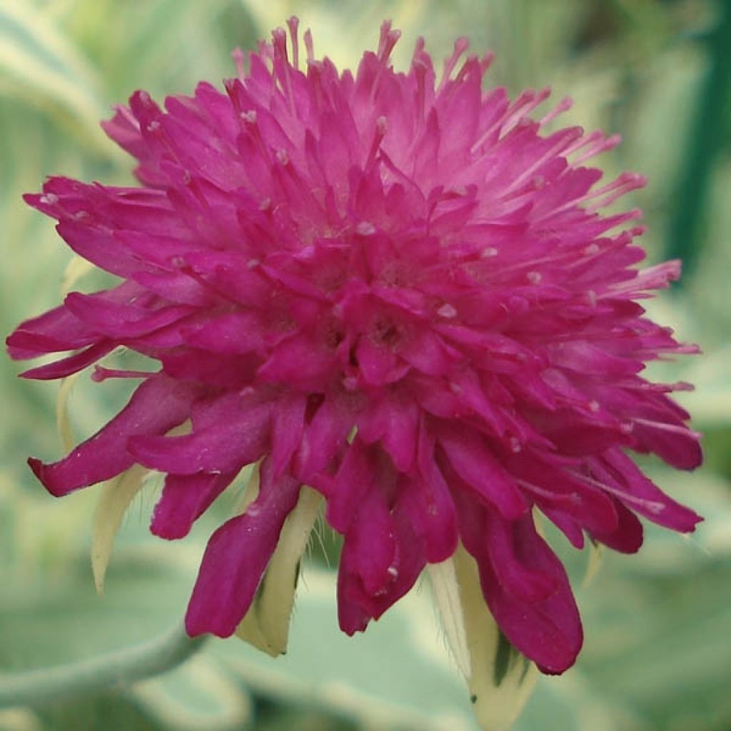 Knautia macedonica thunder and lightning