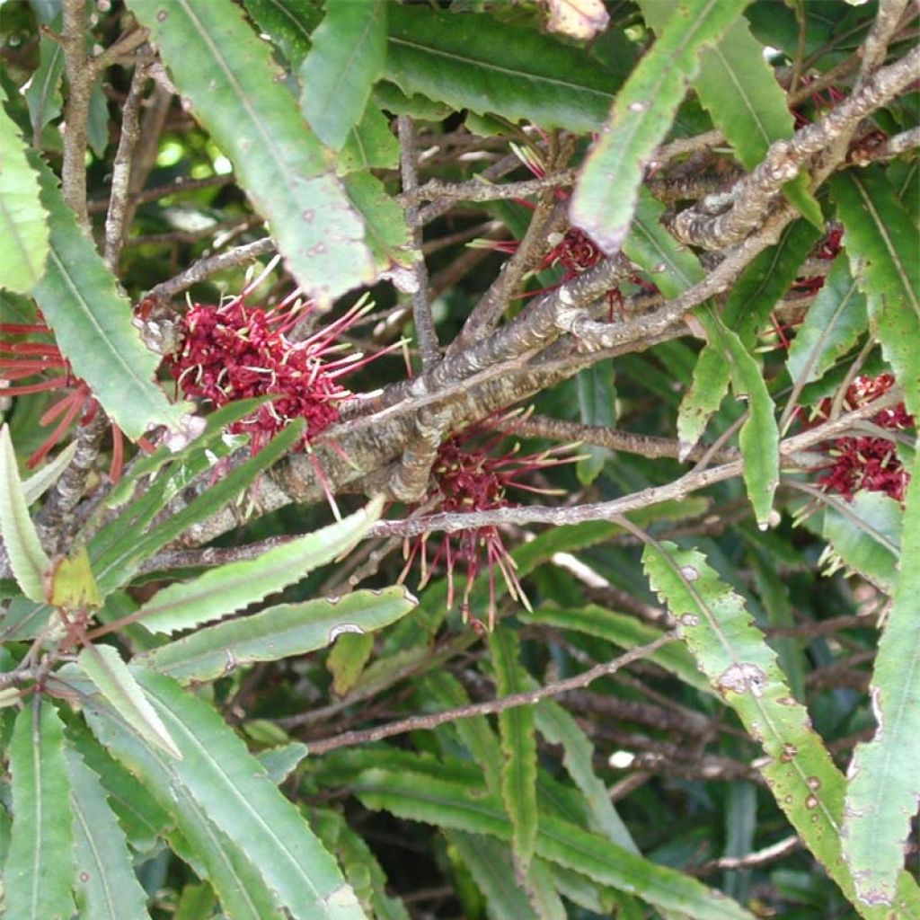 Knightia excelsa