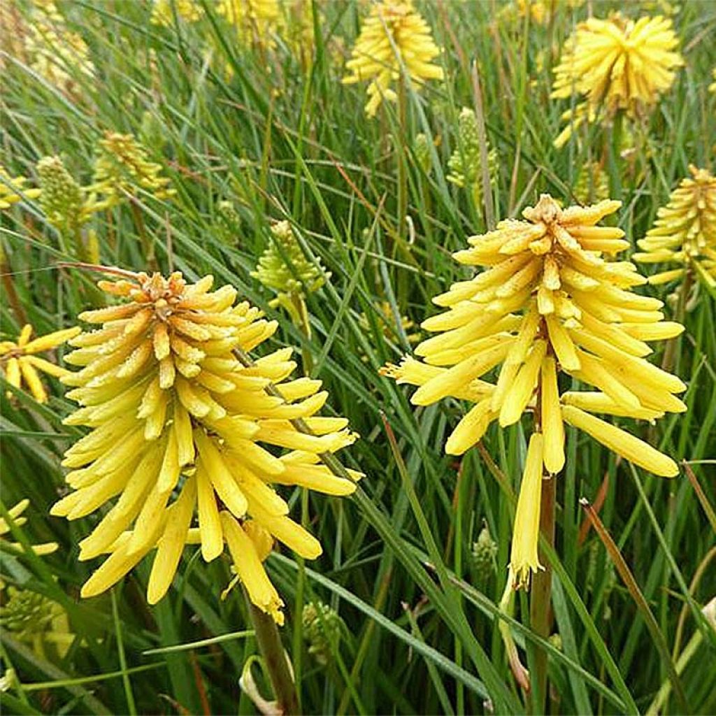 Kniphofia uvaria Banana Popsicle - Red Hot Poker