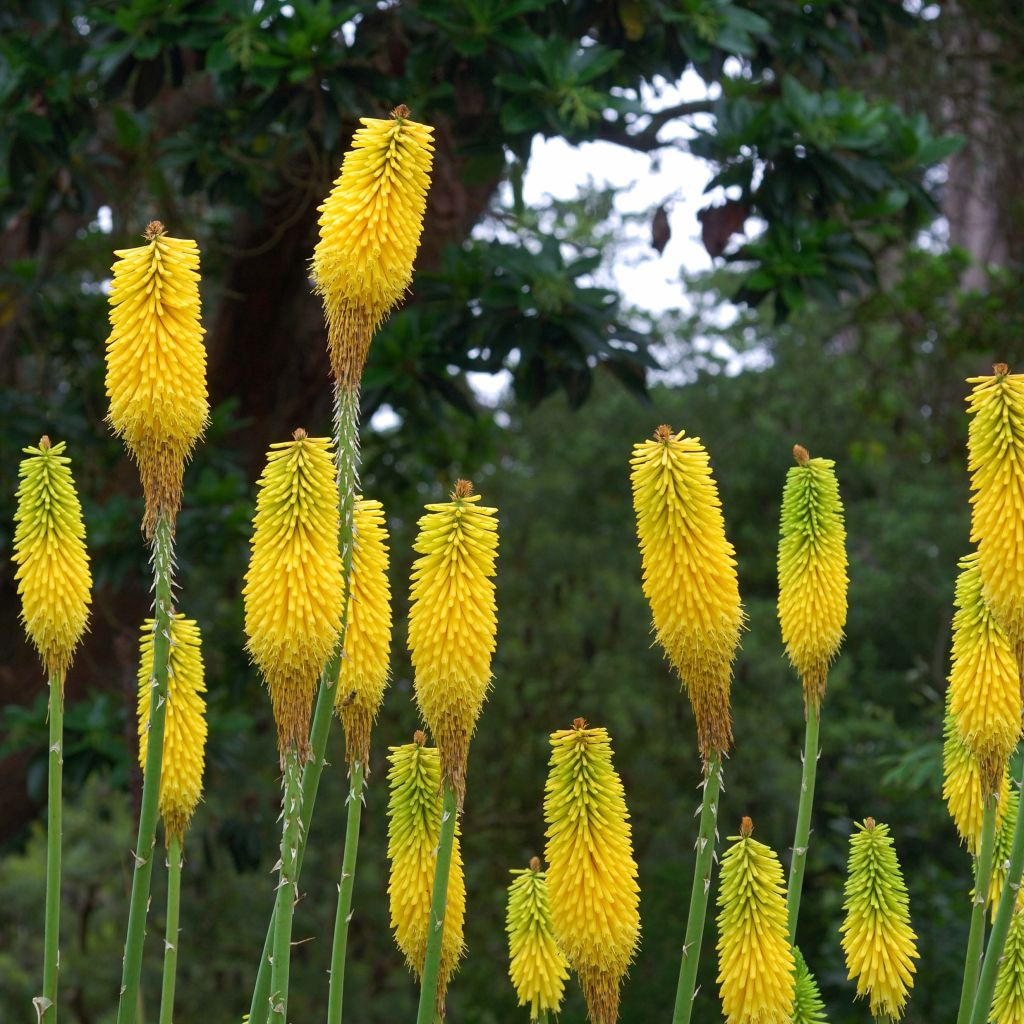 Kniphofia citrina - Red Hot Poker