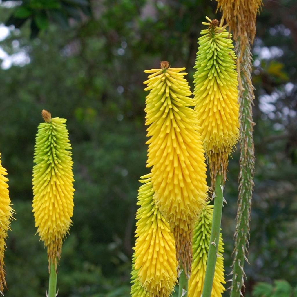 Kniphofia citrina - Red Hot Poker