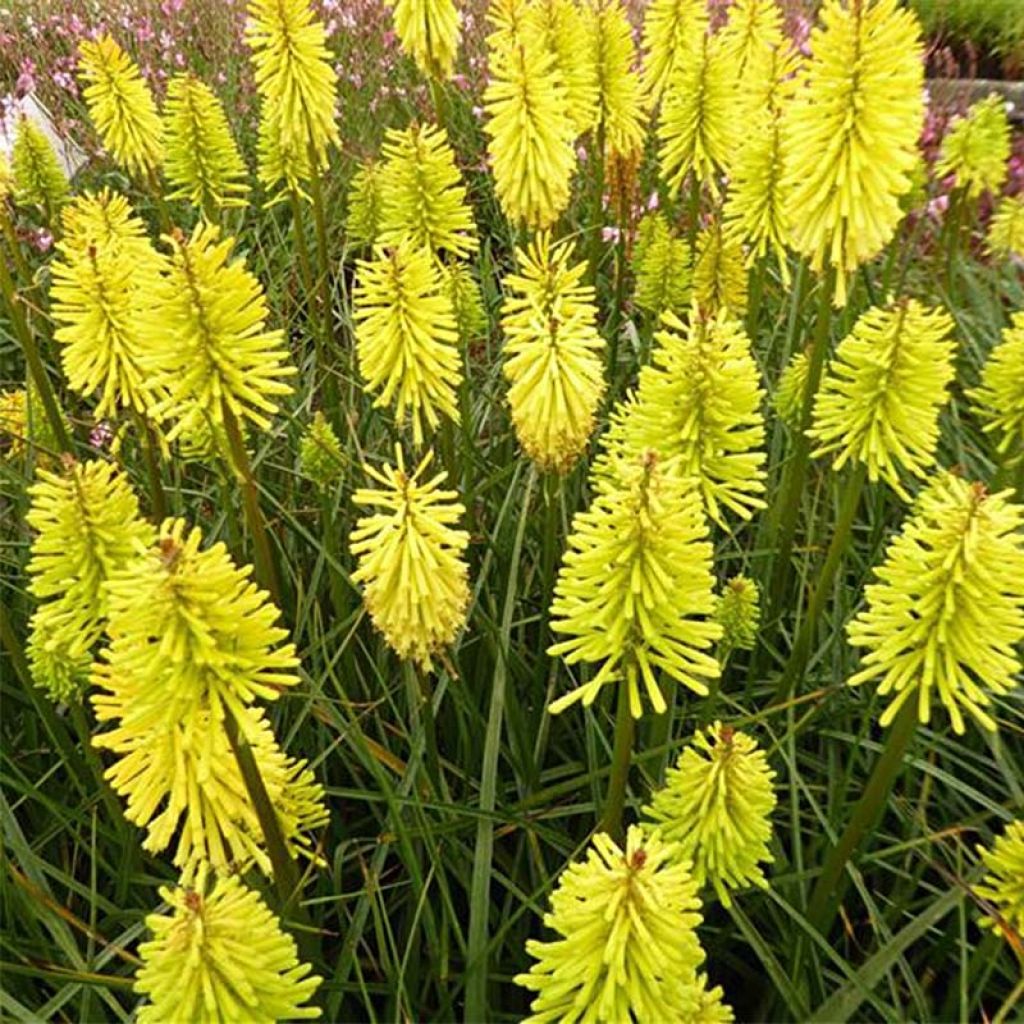 Kniphofia Dorset Sentry - Red Hot Poker