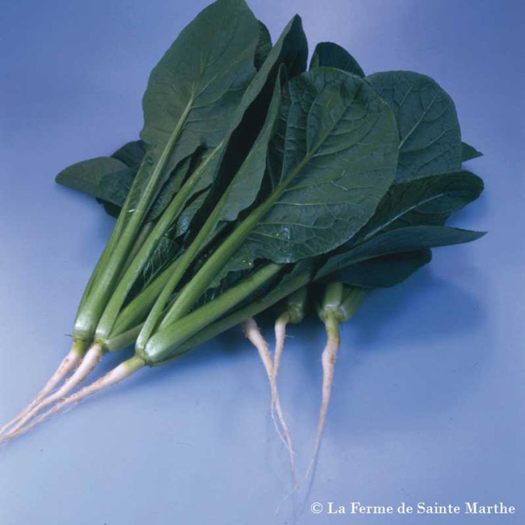 Komatsuna Riokai - Ferme de Sainte Marthe untreated seeds