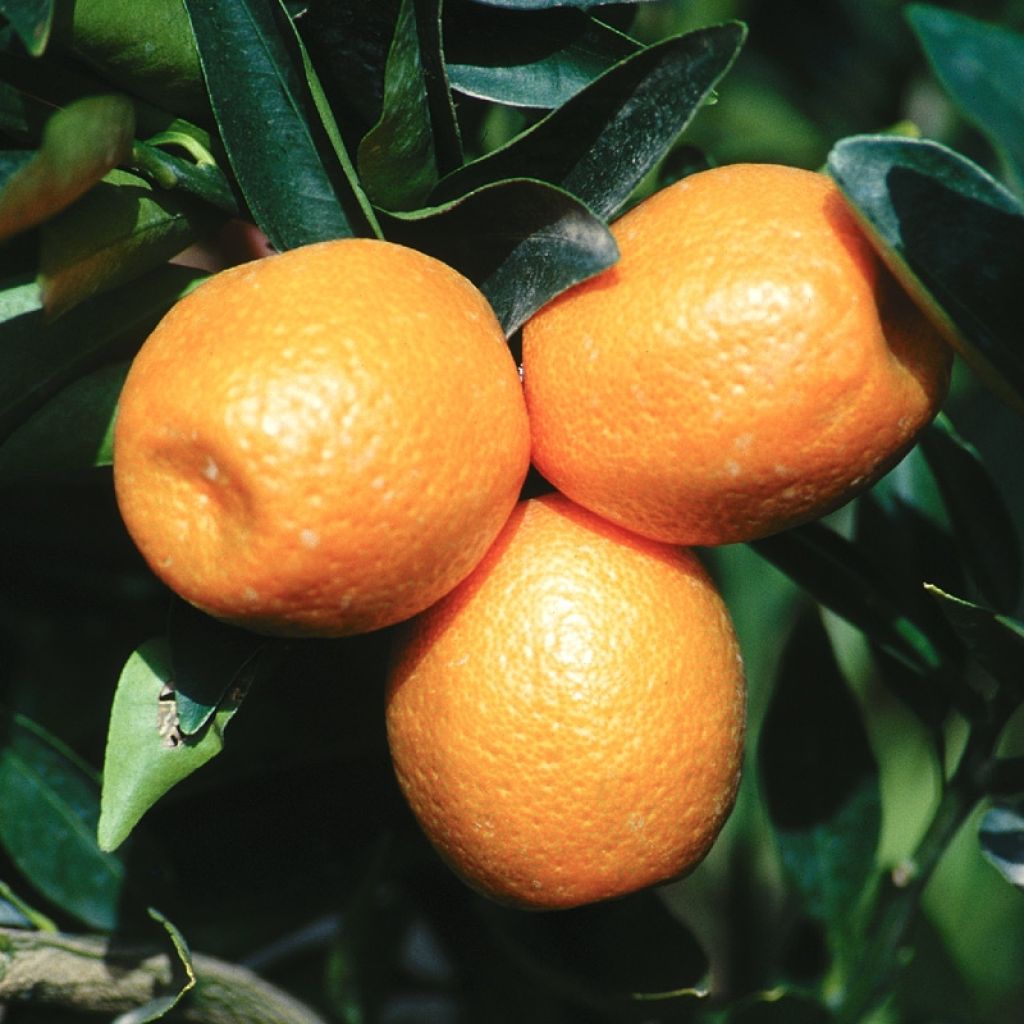 Kumquatine - Citrus Kucle