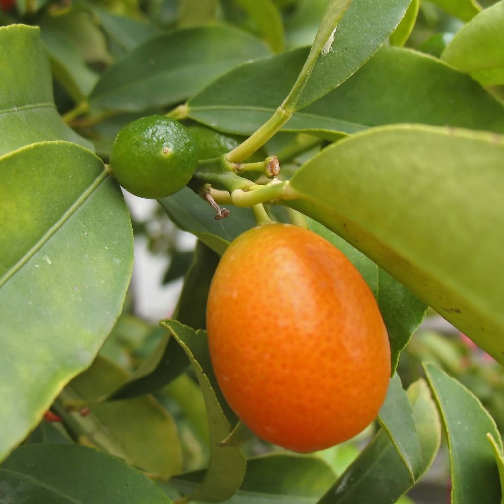 Kumquat Fukushu - Fortunella obovata