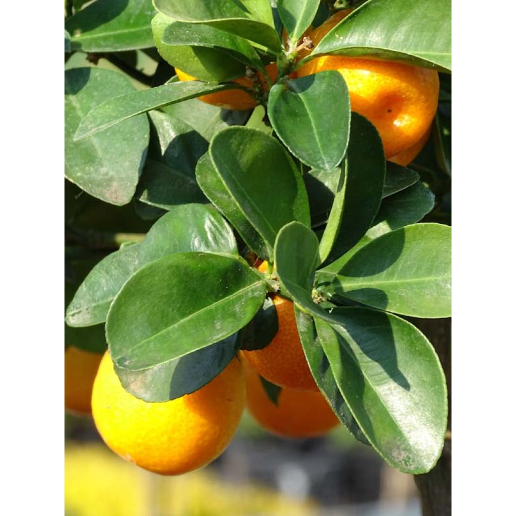 Kumquat Fukushu - Fortunella obovata