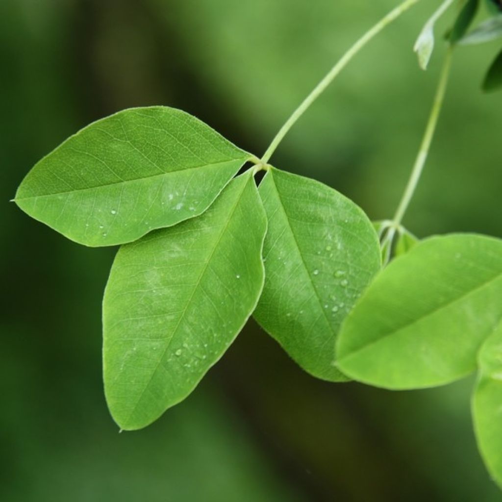 Laburnum anagyroides