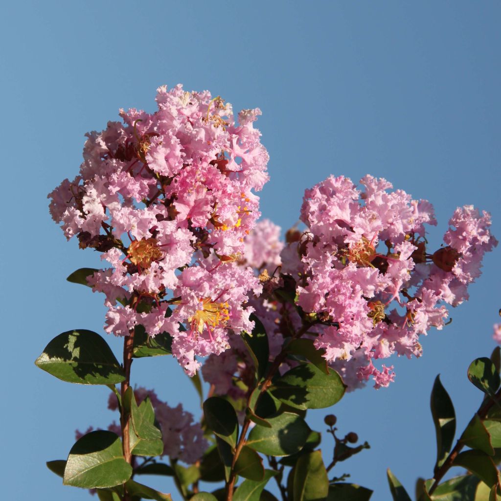 Lagerstroemia indica Camaïeu dEte Indycam - Crape Myrtle