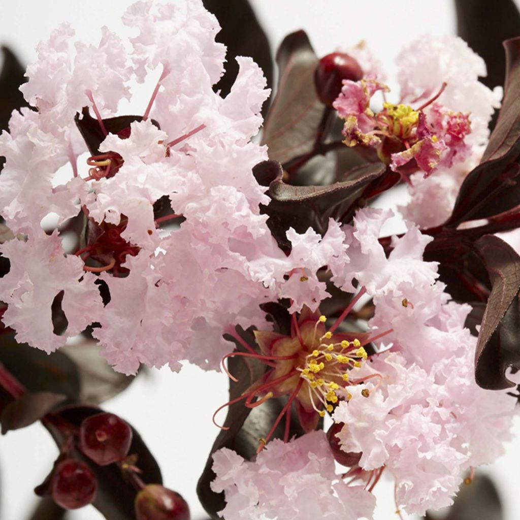 Lagerstroemia indica Black Solitaire Blush - Crape Myrtle