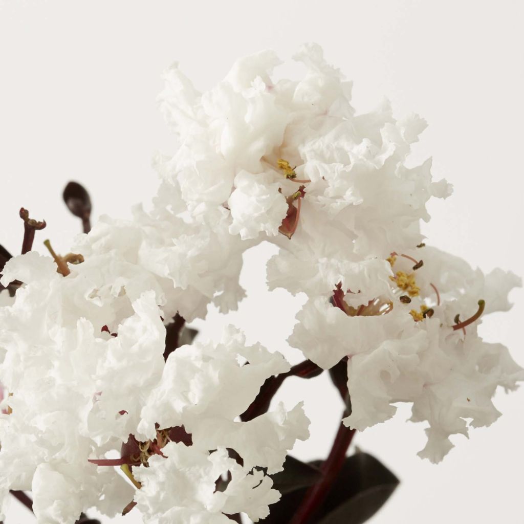 Lagerstroemia indica Black Solitaire Pure White - Crape Myrtle